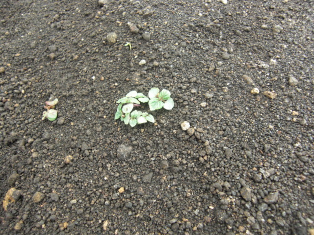 f0200773_7413081.jpg