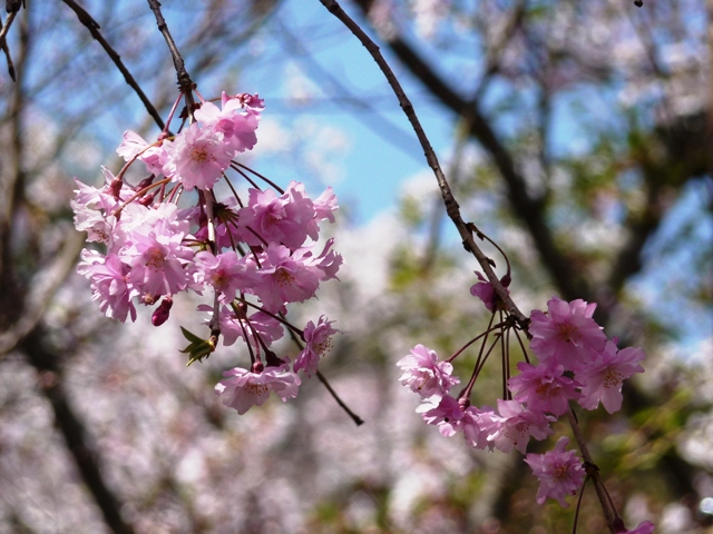 若桜公園の桜３_d0042474_13353326.jpg