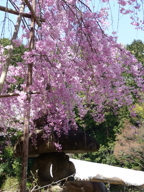 若桜公園の桜３_d0042474_13363643.jpg