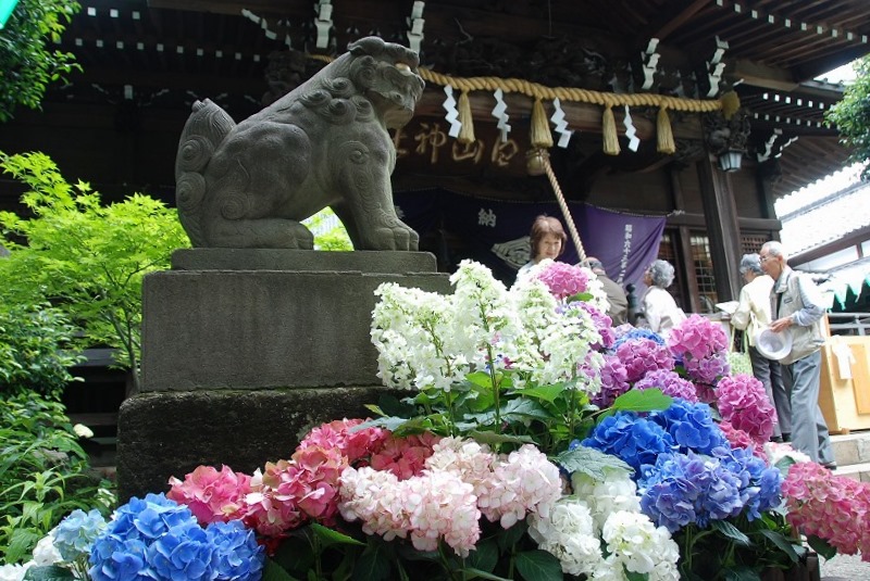 白山神社（紫陽花祭り）_c0187781_21531279.jpg