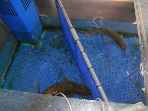 水槽メンテ_e0173381_22453693.jpg