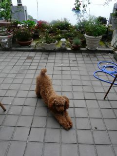 2009年6月10日 つゆだわ。。_b0098584_17375279.jpg