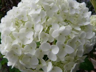 2009年6月10日 つゆだわ。。_b0098584_1738113.jpg
