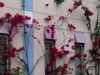 2009年6月10日 つゆだわ。。_b0098584_1741205.jpg