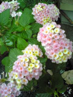 a0097592_1152565.jpg