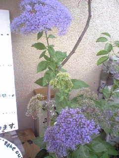 a0097592_11543333.jpg