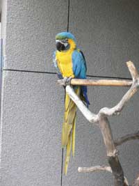 コンゴウインコのいる喫茶店_d0123492_8523186.jpg