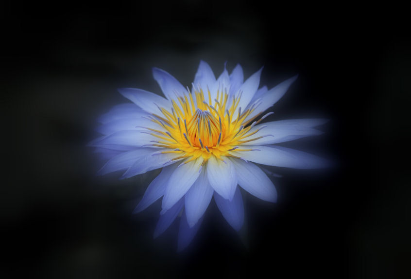 Fantasy flower_f0195893_1513423.jpg