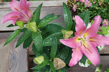 c0124100_1104065.jpg