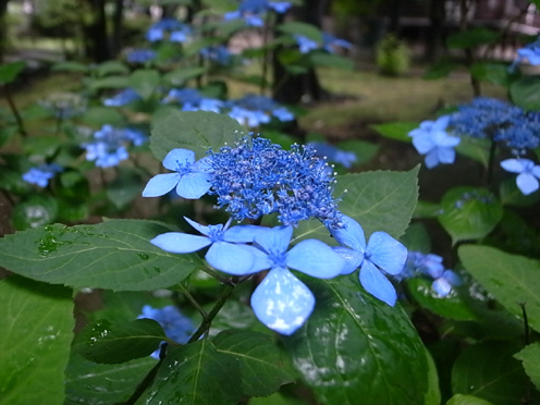 【リアル・放浪記、林芙美子になりきって】 法明寺のあじさい_e0043700_22511551.jpg