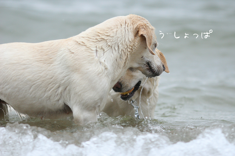 熟女会＾＾ その③　～海水浴_c0089005_216318.jpg