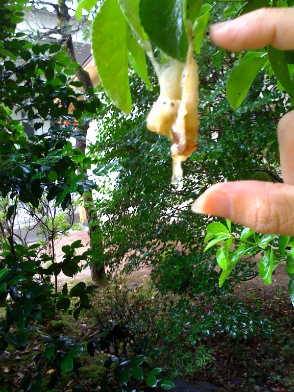 カエルの大量発生!!!_b0188106_12343771.jpg
