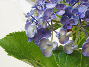 アトリエ蒼通信71 2009年6月11日(木)_b0129807_20404366.jpg