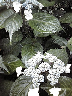 c0182022_20121050.jpg