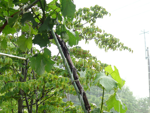 f0052323_1839217.jpg