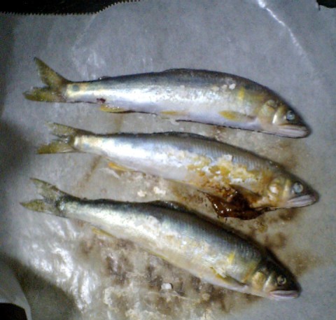 旬 旬 旬っ アユの簡単塩焼き 初心者のための釣り教室 釣りツアー