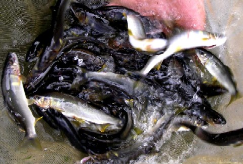 旬 旬 旬っ アユの簡単塩焼き 初心者のための釣り教室 釣りツアー