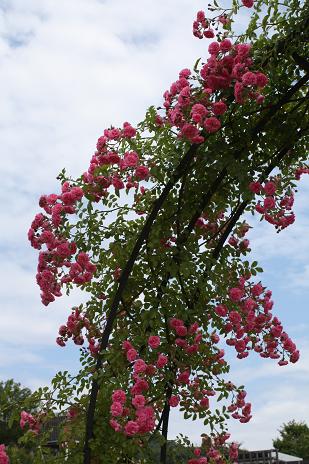 岐阜花フェスタ公園　Ｐａｒｔ．１_e0110038_23114421.jpg