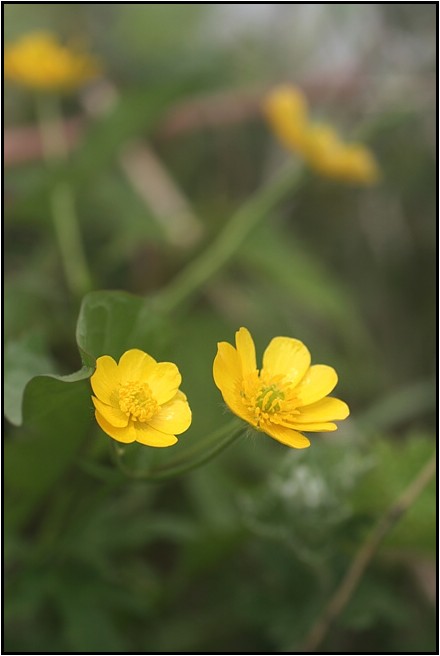 伊吹山に咲く花　Ⅲ　（6月7日）_e0091347_15322834.jpg