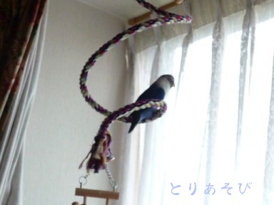 インコの肉球？_e0147757_198241.jpg