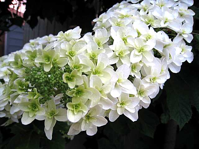 柏葉紫陽花 毎日の営み