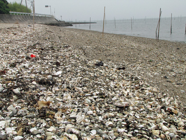 潮干狩り 知多半島 矢梨海岸 色即是空68