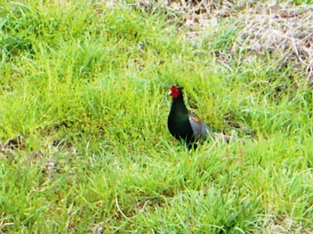f0156267_9375021.jpg