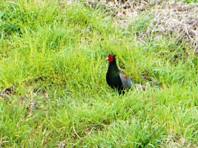 「キジも鳴かずば撃たれまい」…今更ですが帰国報告_f0156267_9375021.jpg