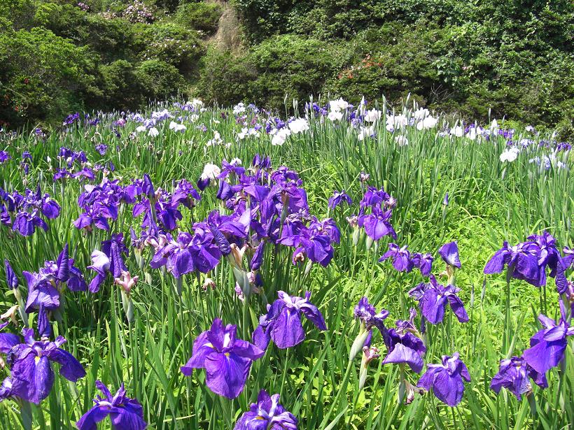 安浦の町は菖蒲(ショウブ)がいっぱい!_e0175370_15205756.jpg