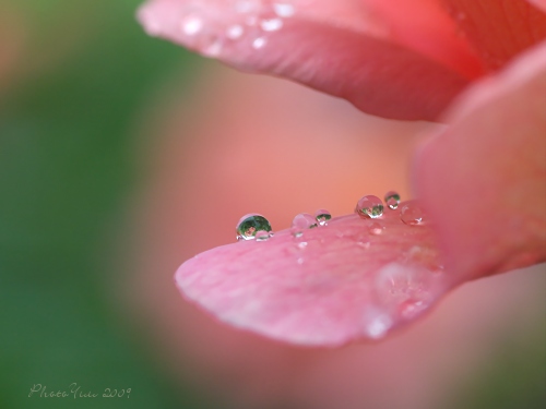 梅雨入り・・バラの雫_b0078874_838307.jpg