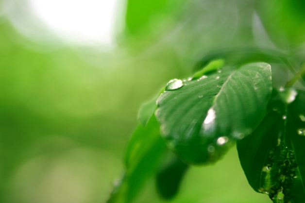 梅雨の晴れ間_f0180878_15242820.jpg
