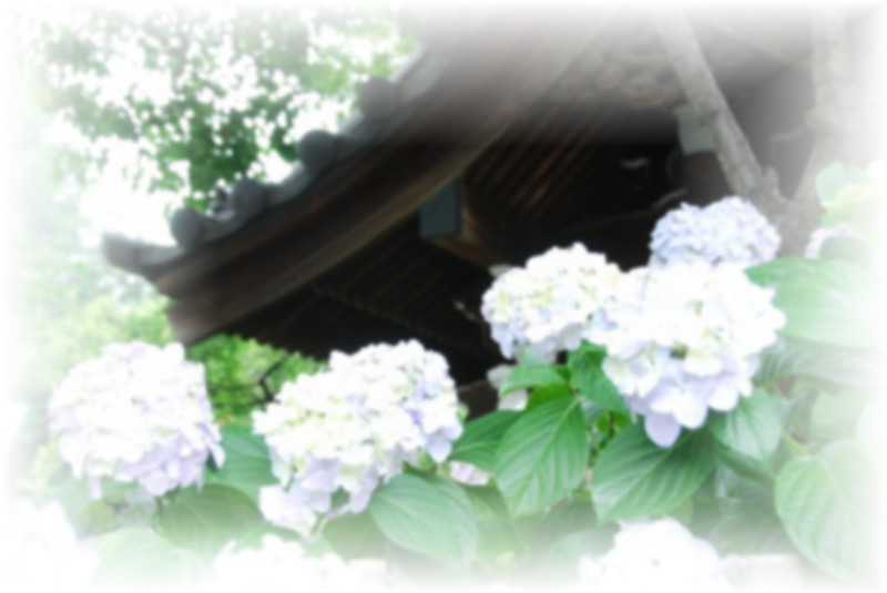 白山神社（紫陽花祭り）_c0187781_914062.jpg