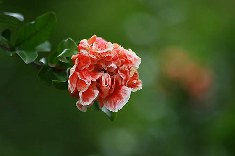 アサザと睡蓮、ザクロの花_f0030085_1638539.jpg