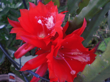 f0129585_2347010.gif