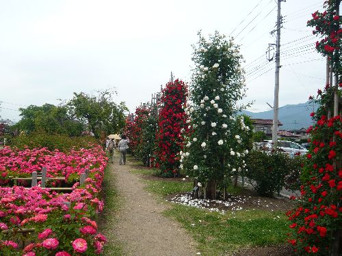 中野、一本木公園_c0104590_17562051.jpg