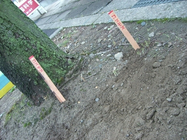 コスモス。_a0045293_9362420.jpg