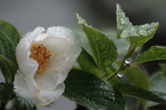 d0133693_21461045.jpg