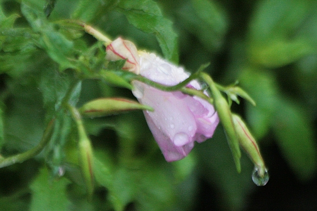 d0133693_21533578.jpg