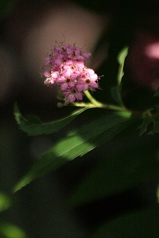 d0133693_2216546.jpg