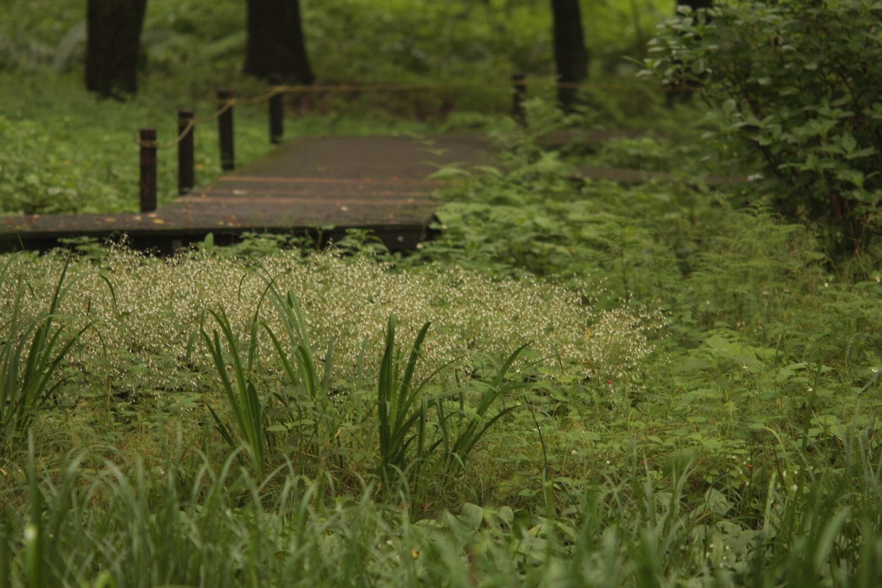 【野川公園の自然観察園風景と野川の鳥達（２）】_e0167295_22412148.jpg