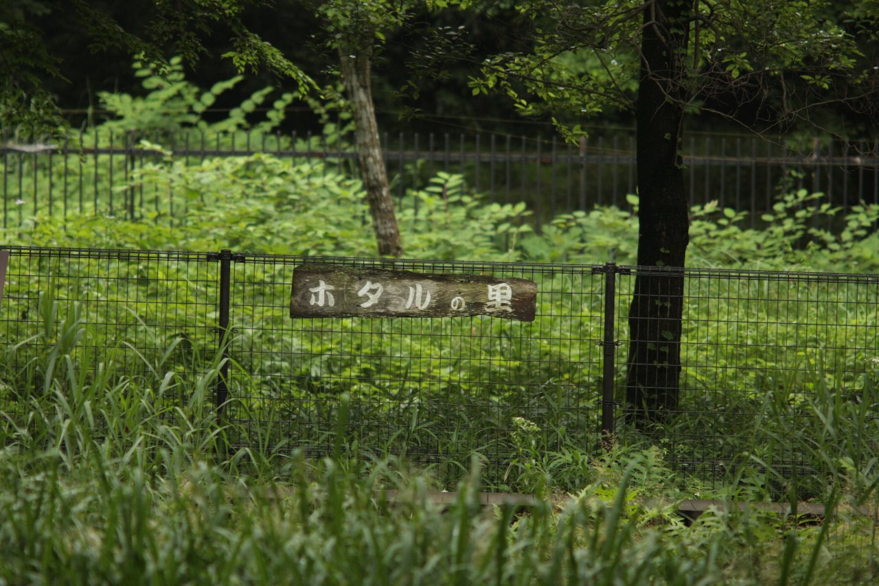 【野川公園の自然観察園風景と野川の鳥達（２）】_e0167295_22412880.jpg