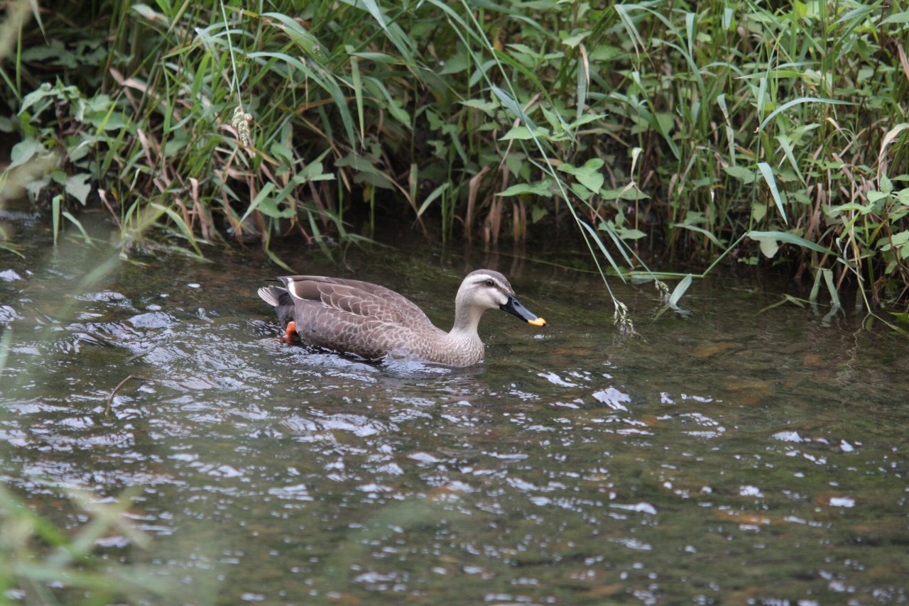 【野川公園の自然観察園風景と野川の鳥達（２）】_e0167295_22414559.jpg