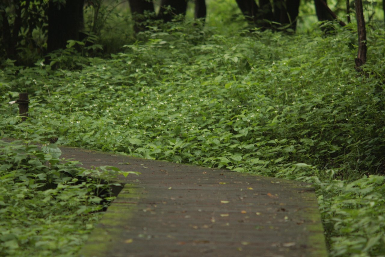 【野川公園の自然観察園風景と野川の鳥達（２）】_e0167295_2241630.jpg