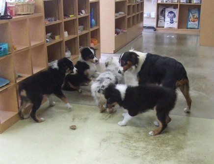 今日のお友達　AND　オーストラリアンシェパードの子犬達！！_f0077697_18525072.jpg