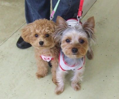 今日のお友達　AND　オーストラリアンシェパードの子犬達！！_f0077697_1855123.jpg