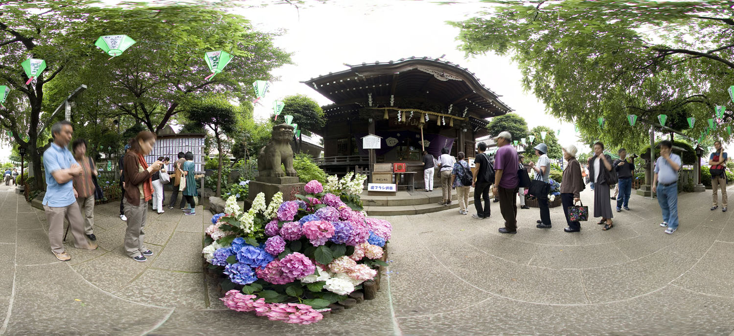 Hakusan Shrine　白山神社の狛犬とアジサイ_d0108602_11152883.jpg