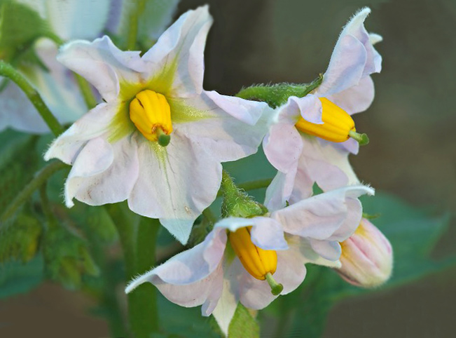 ジャガイモの花 馬鈴薯 野草デジカメ日記