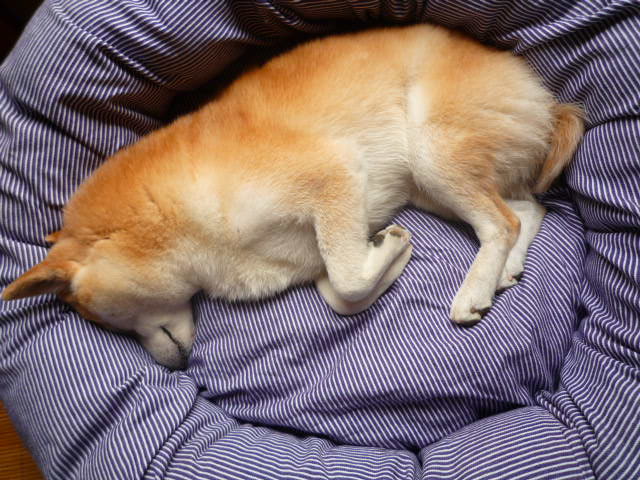 e0131506_2011458.jpg