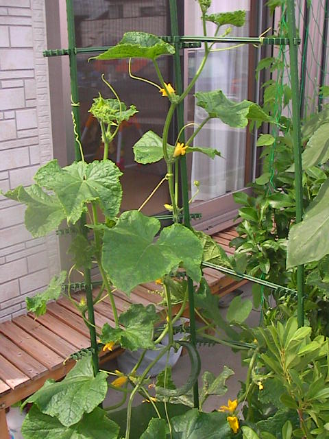 f0038407_10153829.jpg