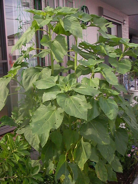 f0038407_10181644.jpg